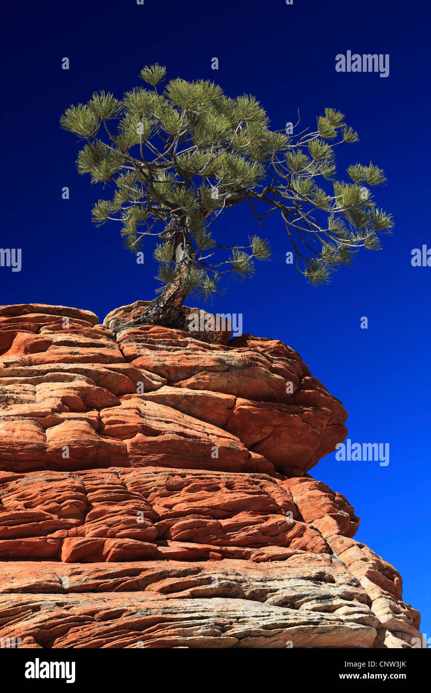 Blackjack pine tree hires stock photography and images Alamy