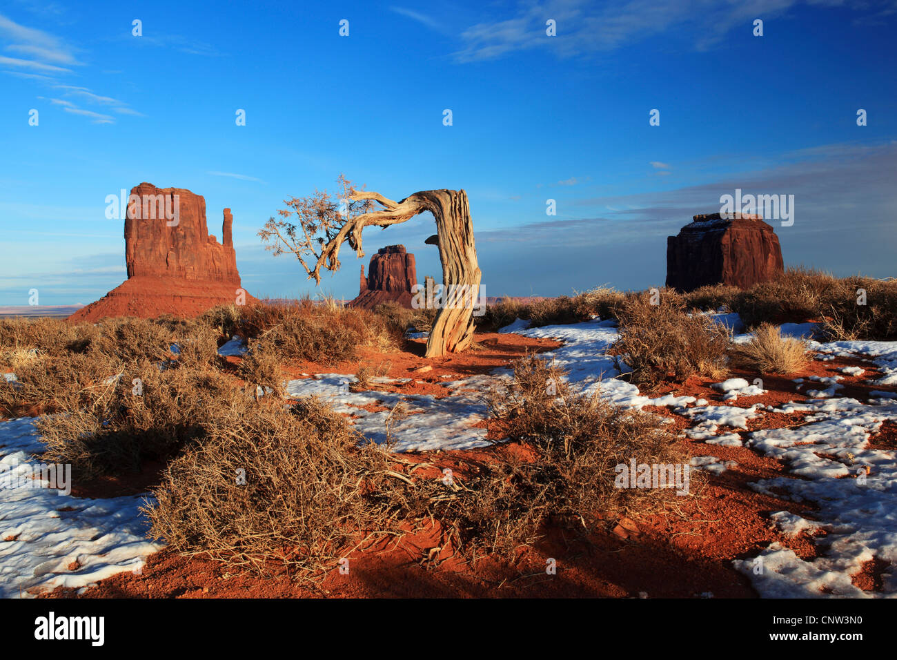 Monument Valley in winter with gnarled pine, USA, Utah, Monument Valley