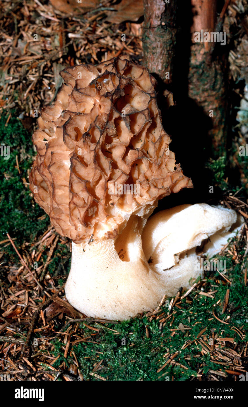morel (Morchella esculenta), Germany Stock Photo Alamy