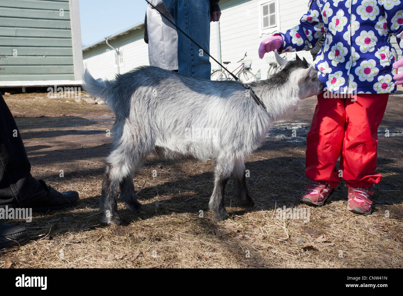 3 months old pygmy goat Stock Photo