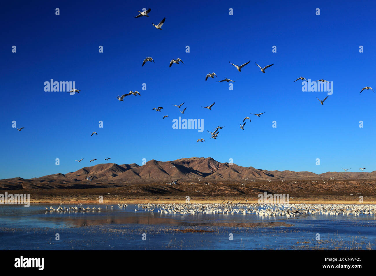 snow-goose-anser-caerulescens-chen-caerulescens-flock-flying-and-in