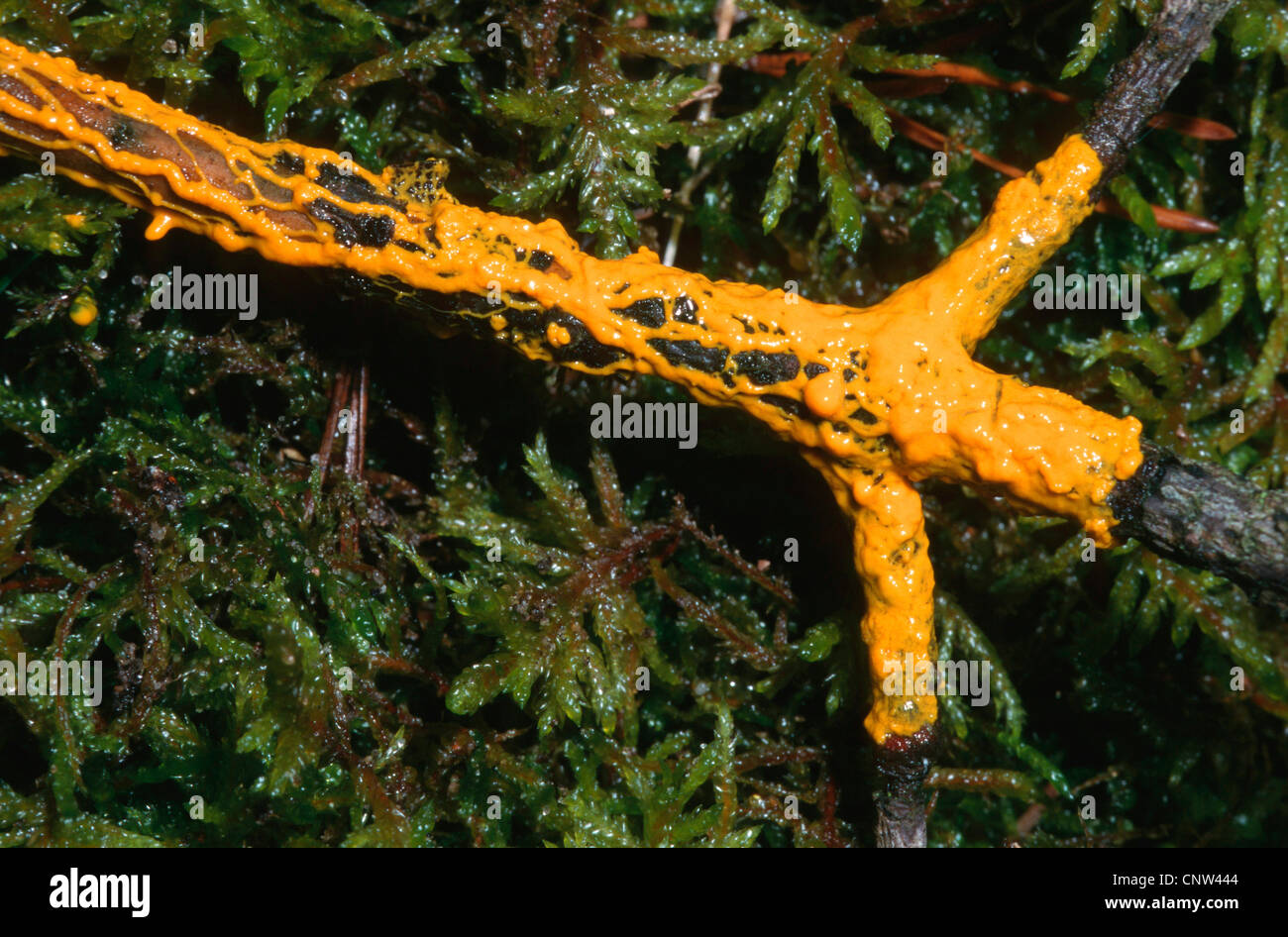 Egg-shell slime mould (Leocarpus fragilis), at a twig, Germany Stock Photo