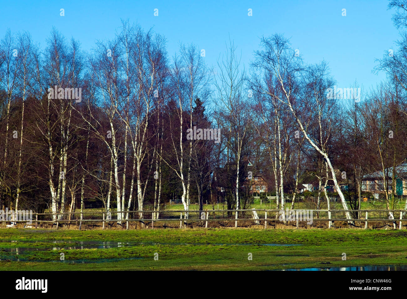 view over flooded paddock and through row of birches at farmhouses, Germany, Lower Saxony, Landkreis Osterholz, Worpswede Stock Photo