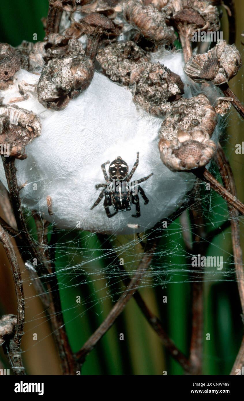 Jumping spider (Sitticus floricola), with cocoon, Germany Stock Photo