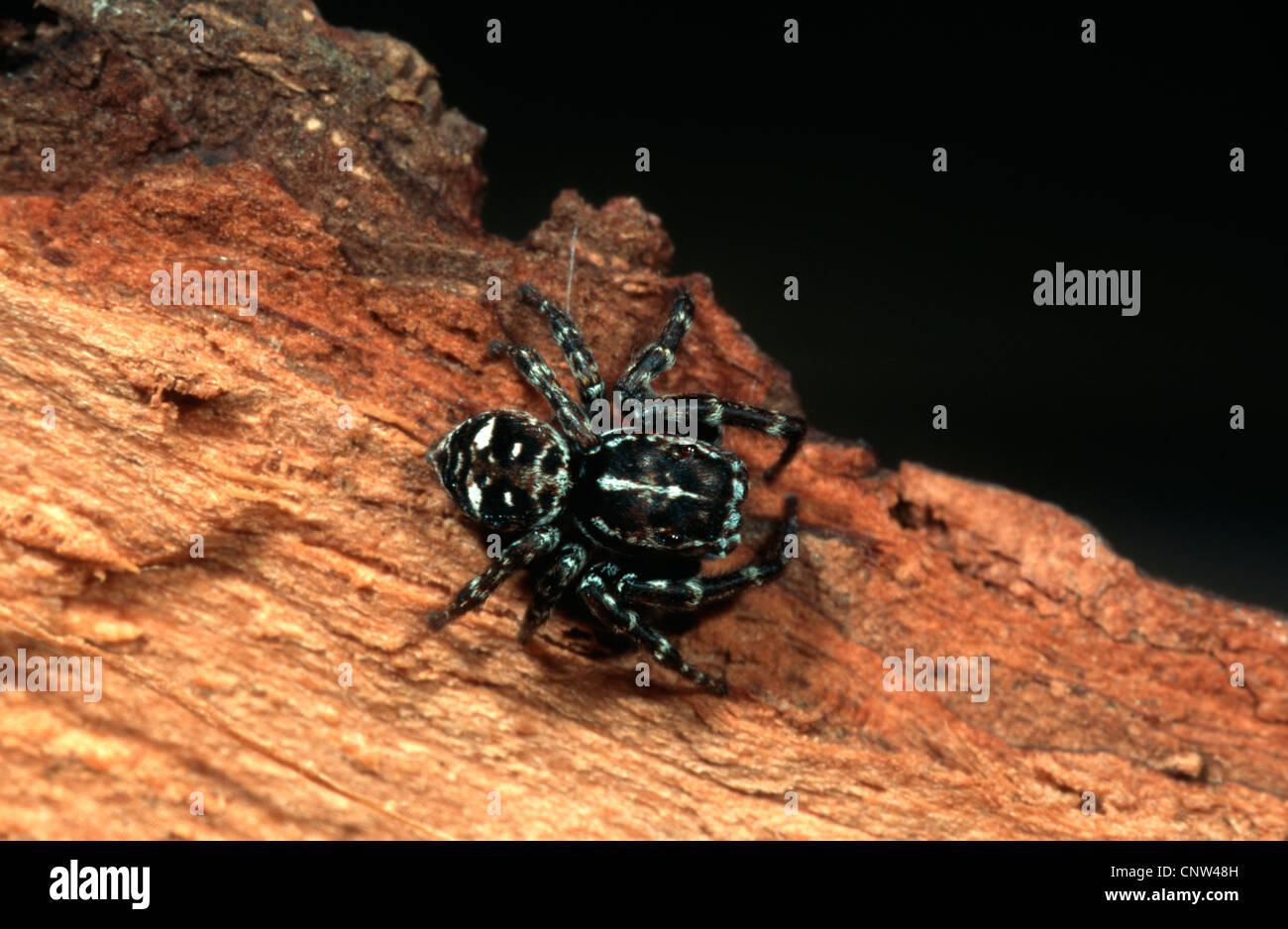 Jumping spider (Sitticus floricola), sitting on wood, Germany Stock Photo