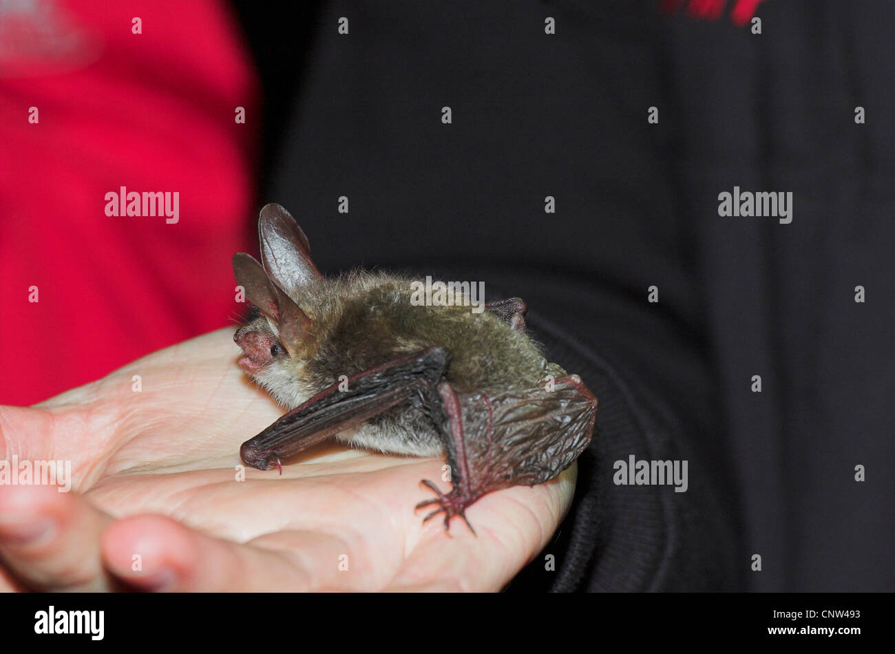 bat (Chiroptera), on a hand Stock Photo