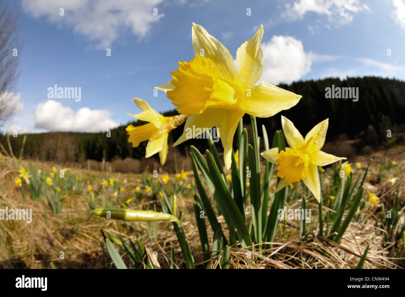 common daffodil (Narcissus pseudonarcissus), wild plants blooming in a meadow, Germany, North Rhine-Westphalia, Eifel Stock Photo