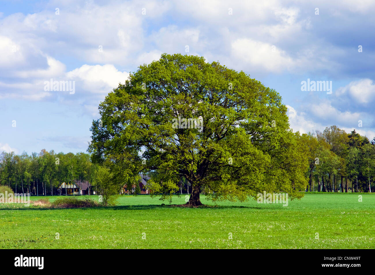 common beech (Fagus sylvatica), single tree in a meadow, Germany, Lower Saxony, Landkreis Osterholz, Worpswede Stock Photo