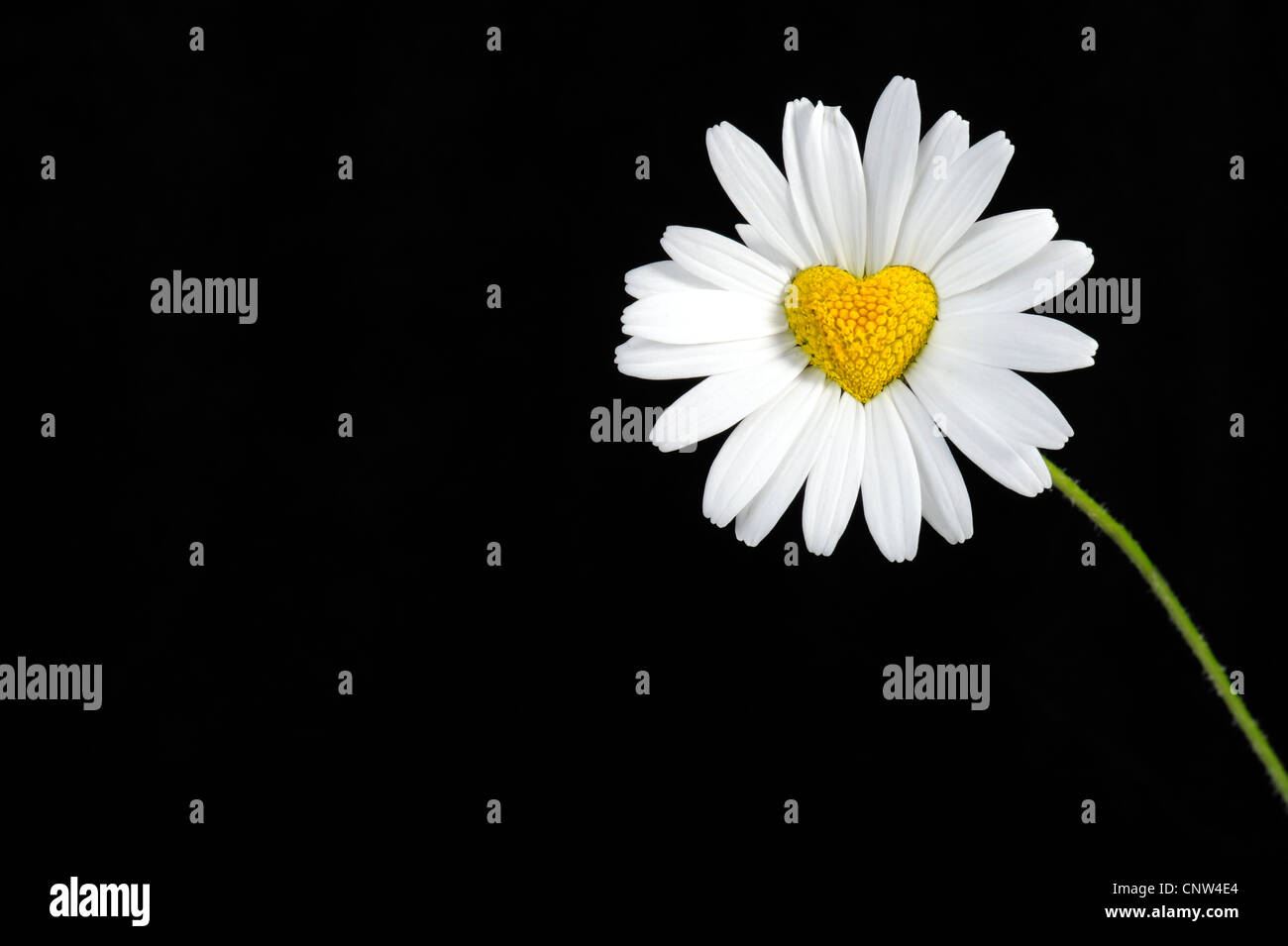 Download Oxeye Daisy Chrysanthemum Leucanthemum Leucanthemum Vulgare Daisy In Love With Heart Shaped Centre In Front Of Black Background Stock Photo Alamy