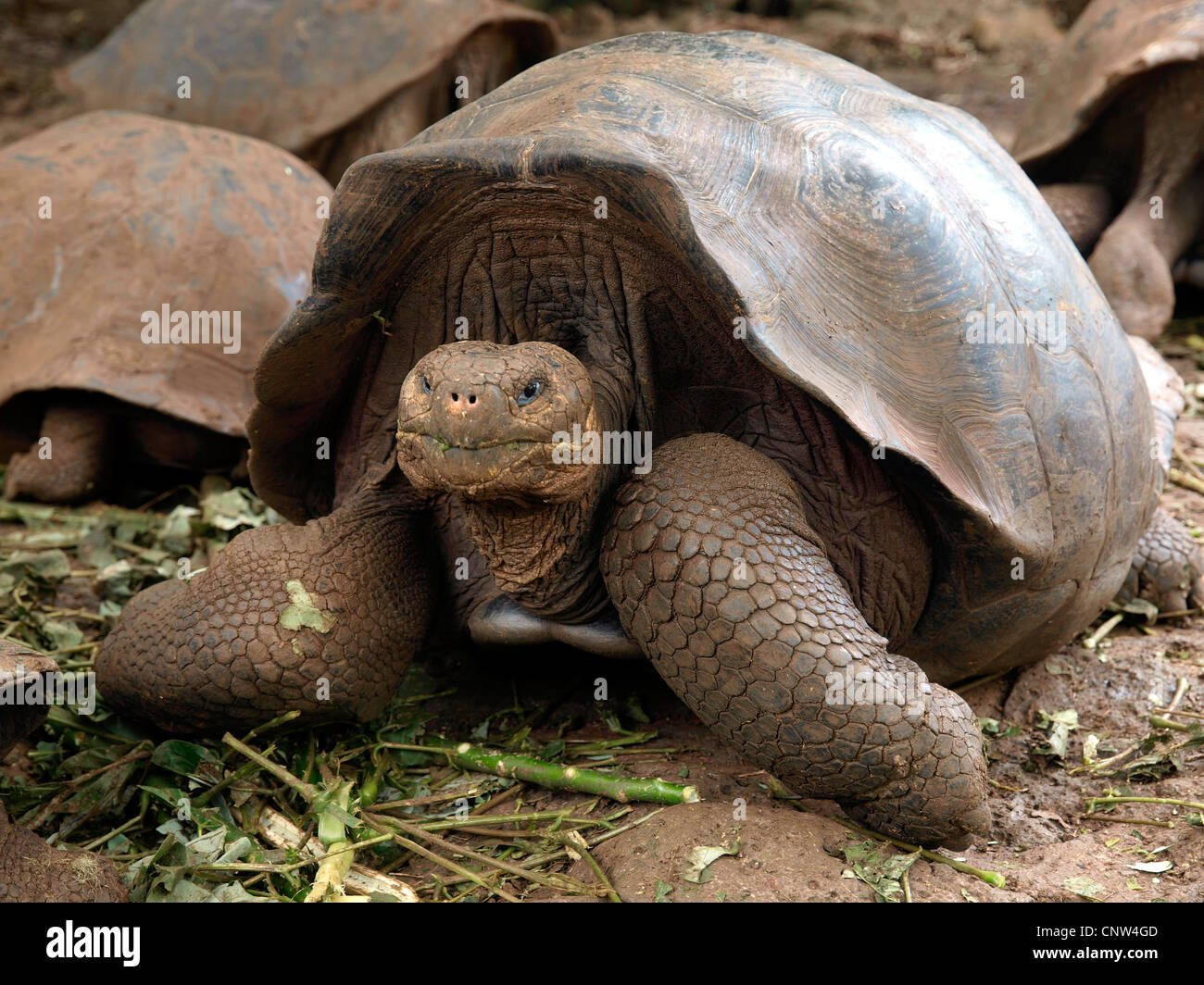 Galapagos giant tortoise (Geochelone elephantopus, Geochelone nigra, Testudo elephantopus, Chelonoides elephantopus), portrait, Ecuador, Galapagos Islands Stock Photo