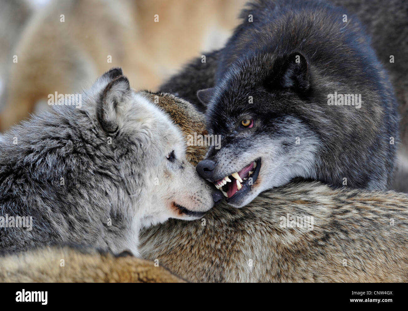 timber wolf (Canis lupus lycaon), pups on the bacl of their mother ...