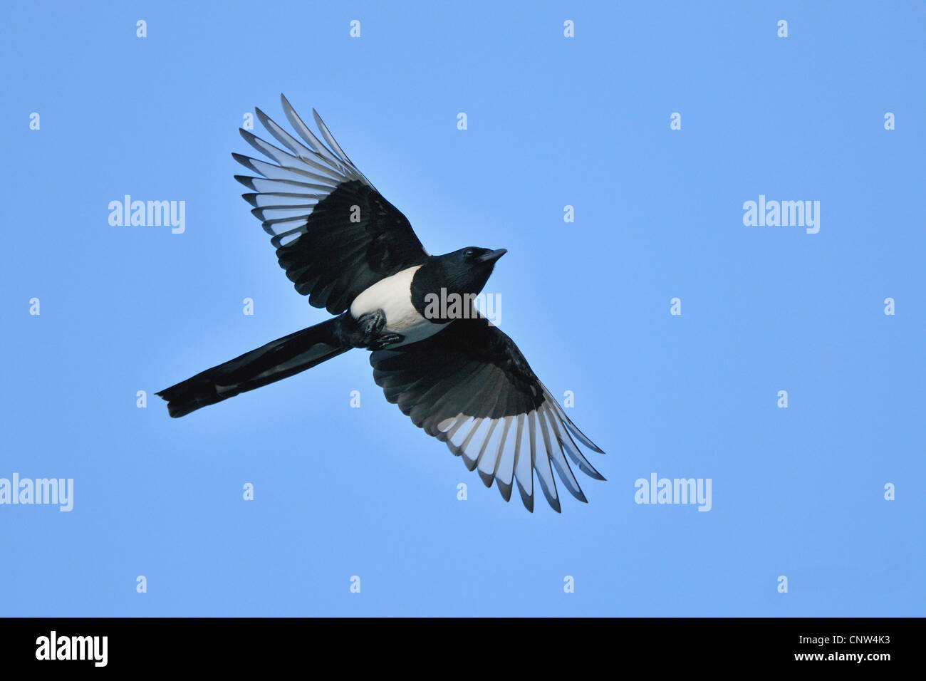 black-billed magpie (Pica pica), flying, Germany Stock Photo