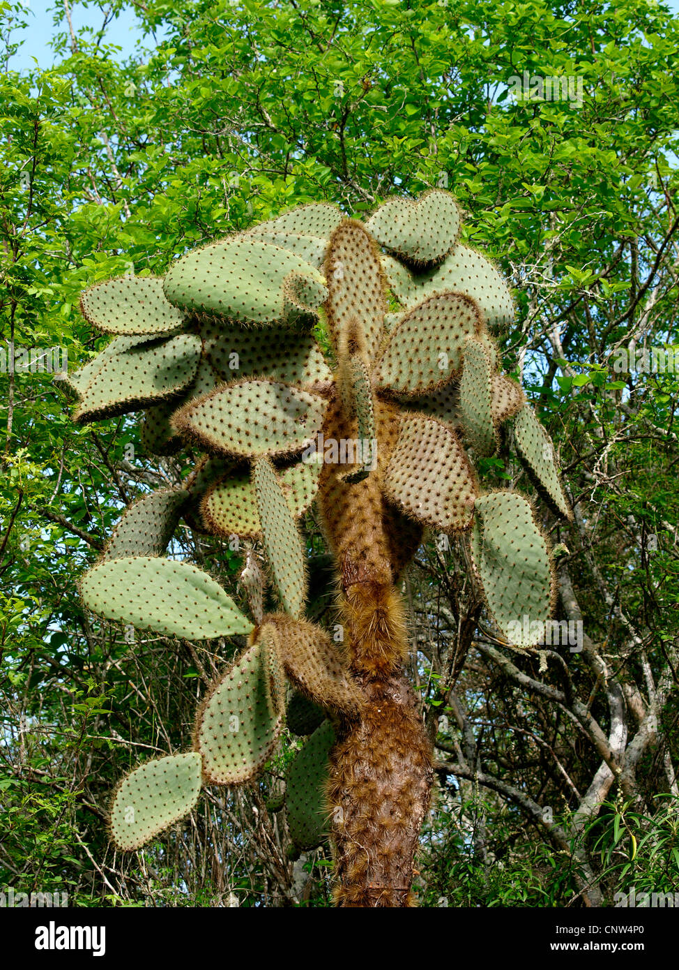 Galapagos islands flora hi-res stock photography and images - Alamy
