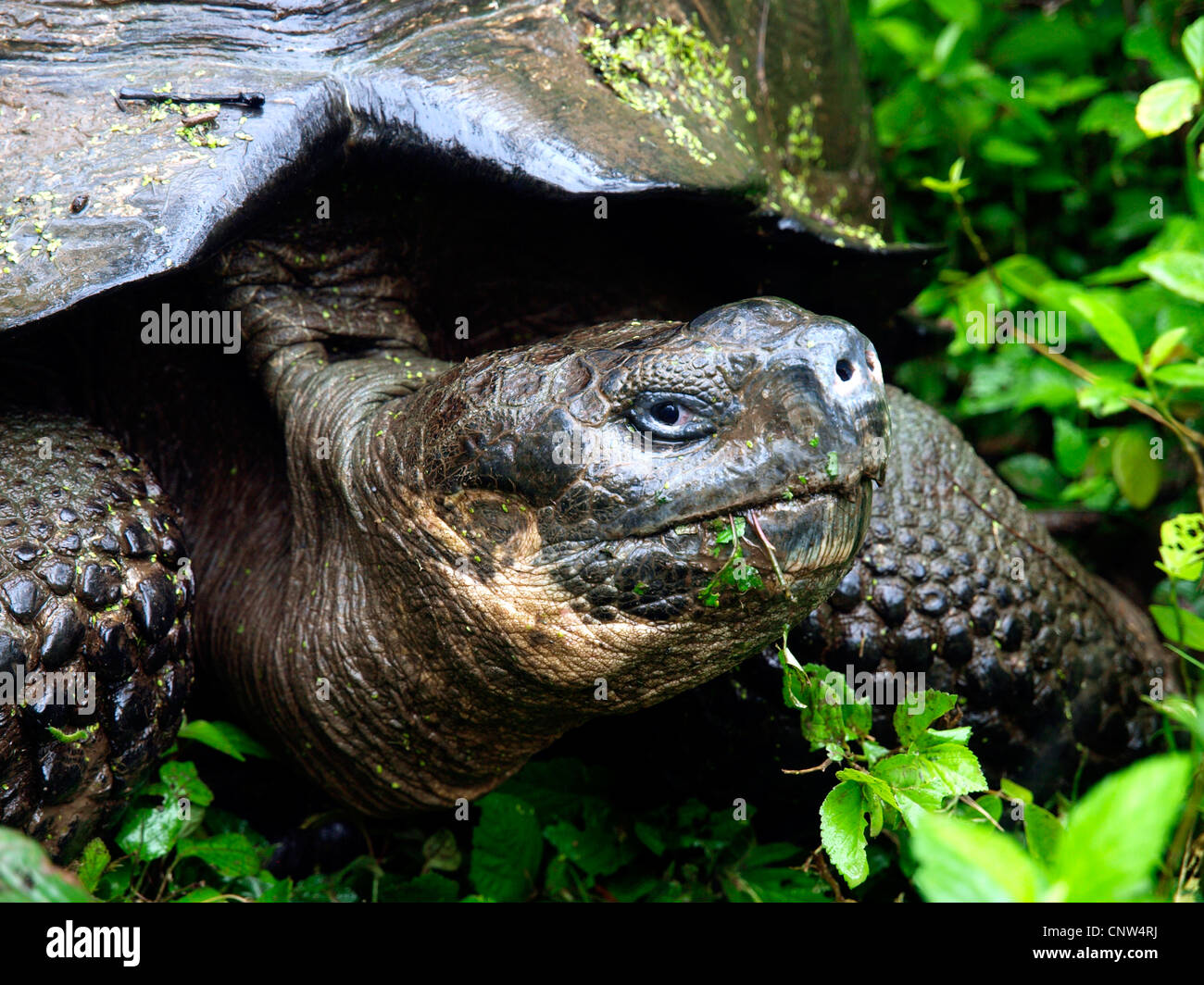 Galapagos giant tortoise (Geochelone elephantopus, Geochelone nigra, Testudo elephantopus, Chelonoides elephantopus), eating, Ecuador, Galapagos Islands Stock Photo