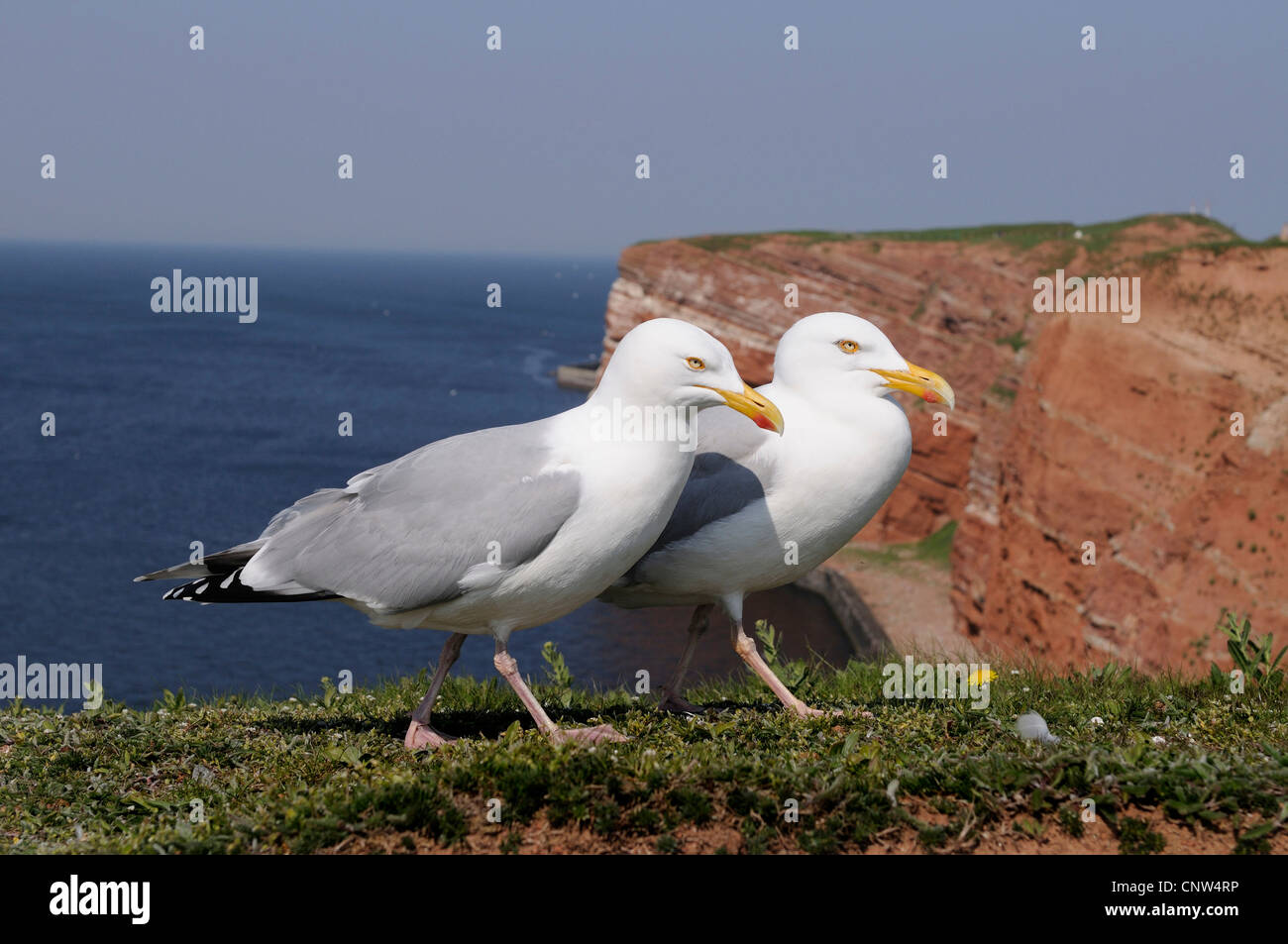 herring gull (Larus argentatus), couple on steep coast, Germany, Heligoland Stock Photo