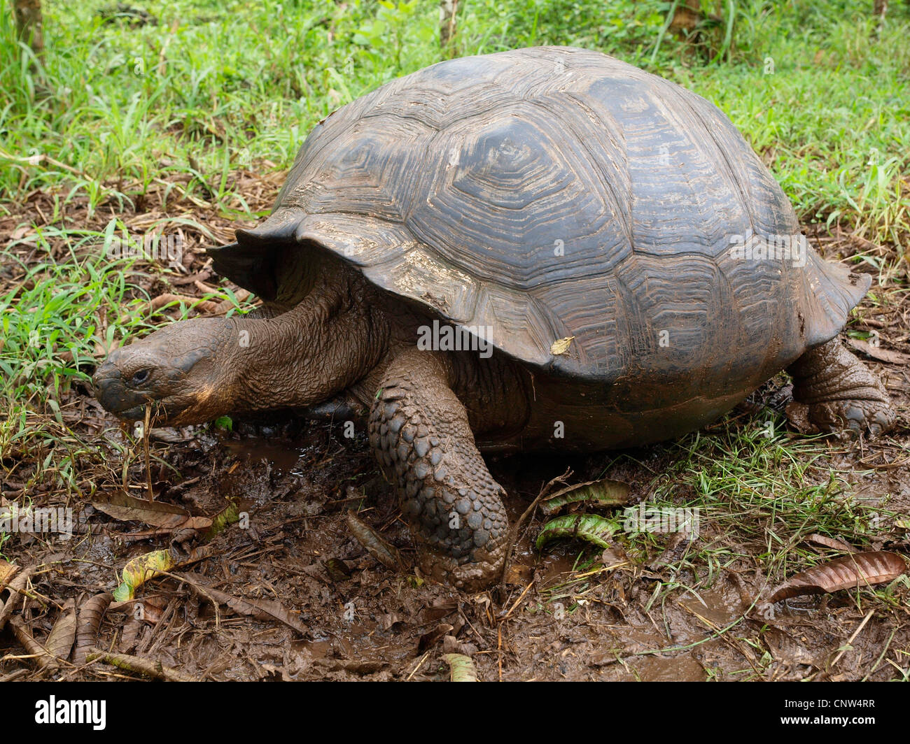 Galapagos giant tortoise (Geochelone elephantopus, Geochelone nigra, Testudo elephantopus, Chelonoides elephantopus), between plants, Ecuador, Galapagos Islands Stock Photo
