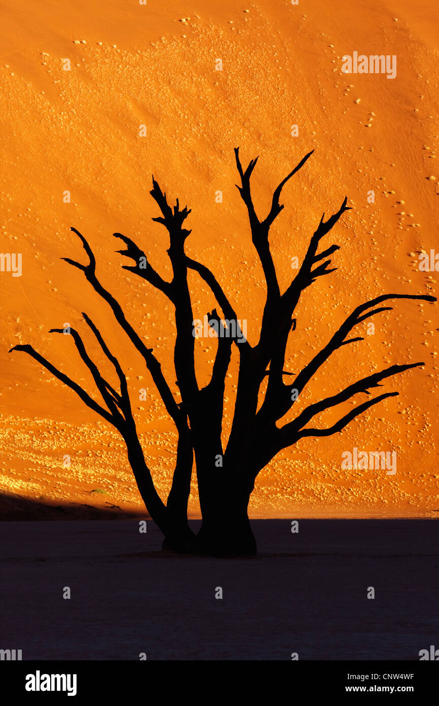 dead tree in Dead Vlei, Namibia, Sossusvlei Stock Photo
