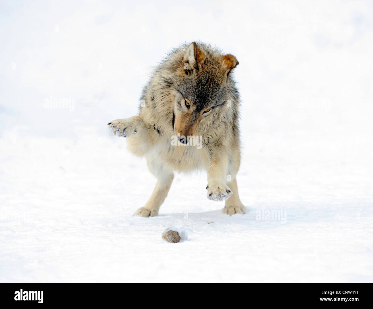 timber wolf (Canis lupus lycaon), playing with a stone Stock Photo