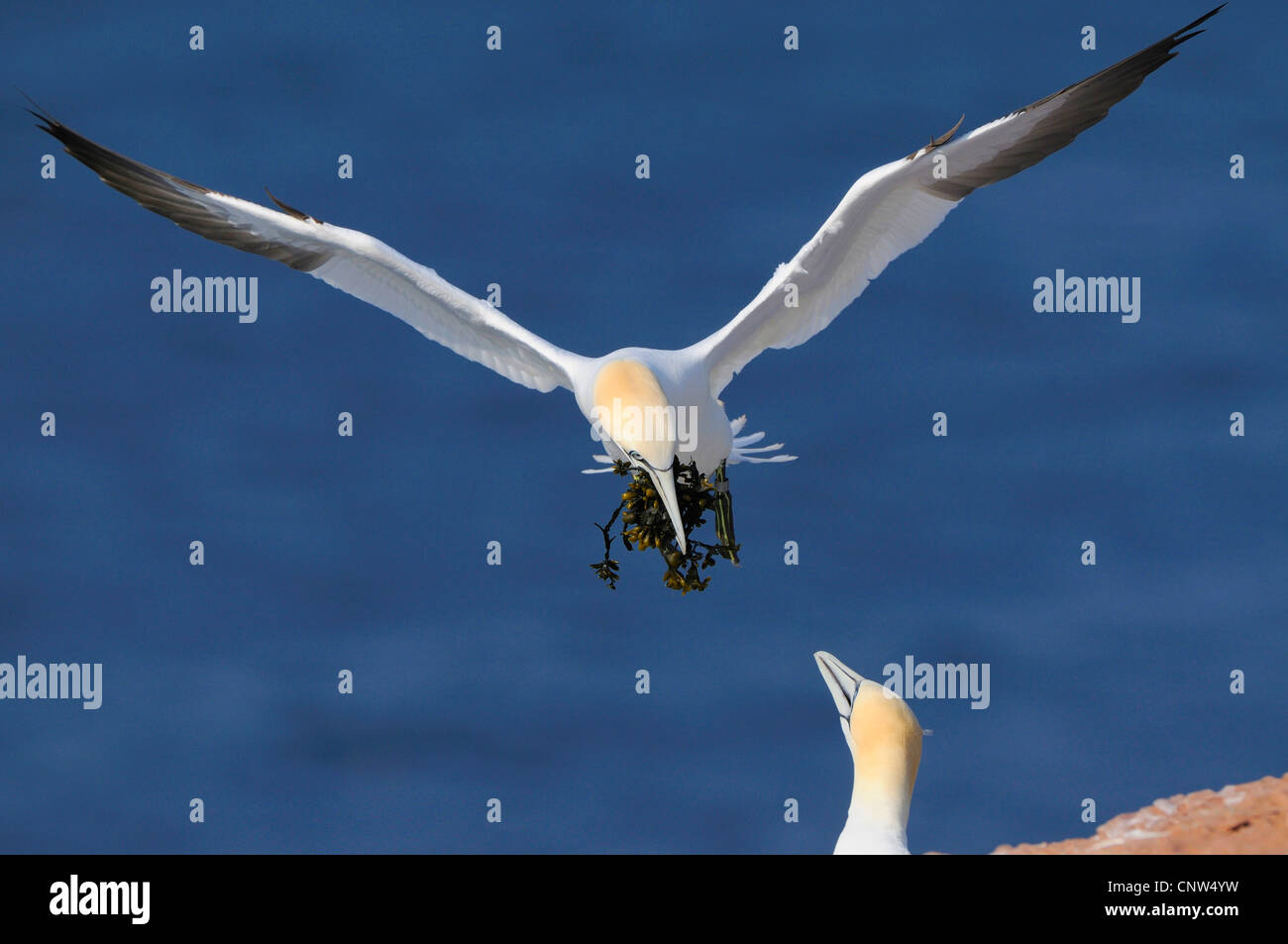 northern gannet (Sula bassana, Morus bassanus), flys with nesting material in the bill to the breeding place, Germany, Heligoland Stock Photo