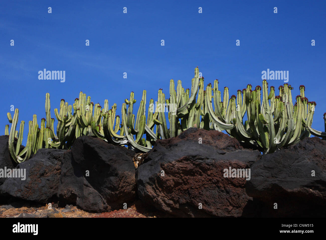Canary Island Spurge (Euphorbia canariensis), Lava rock and cactus on Lanzarote, Canary Islands, Lanzarote Stock Photo