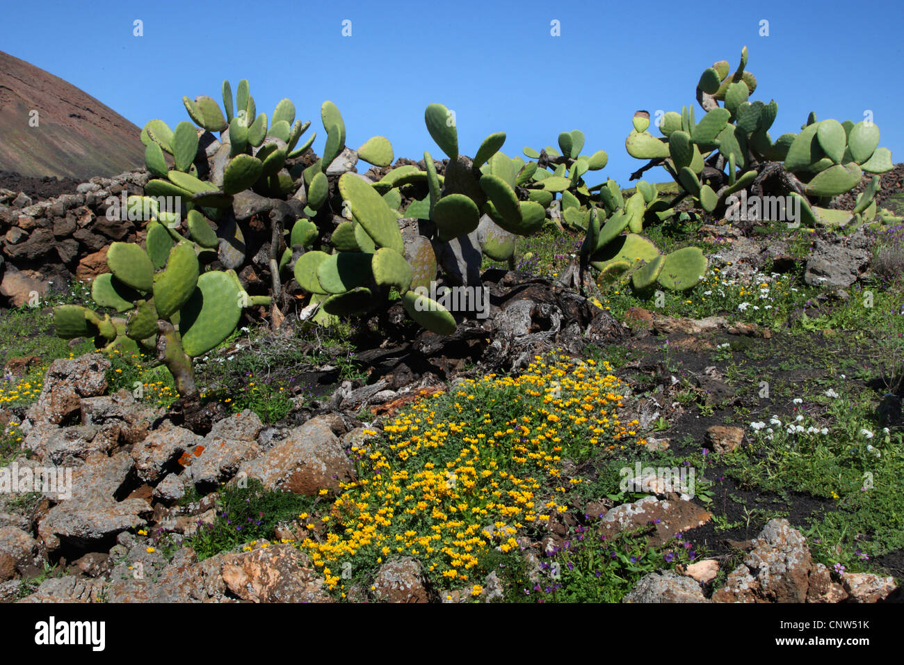 Indian fig, cactus pear (Opuntia ficus-indica, Opuntia ficus-barbarica), Volcano landscape with prickly pear on on Lanzarote, Canary Islands, Lanzarote Stock Photo