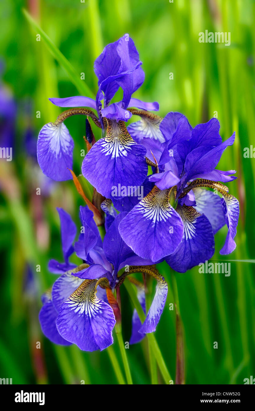 Close up siberian iris iris sibirica hires stock photography and
