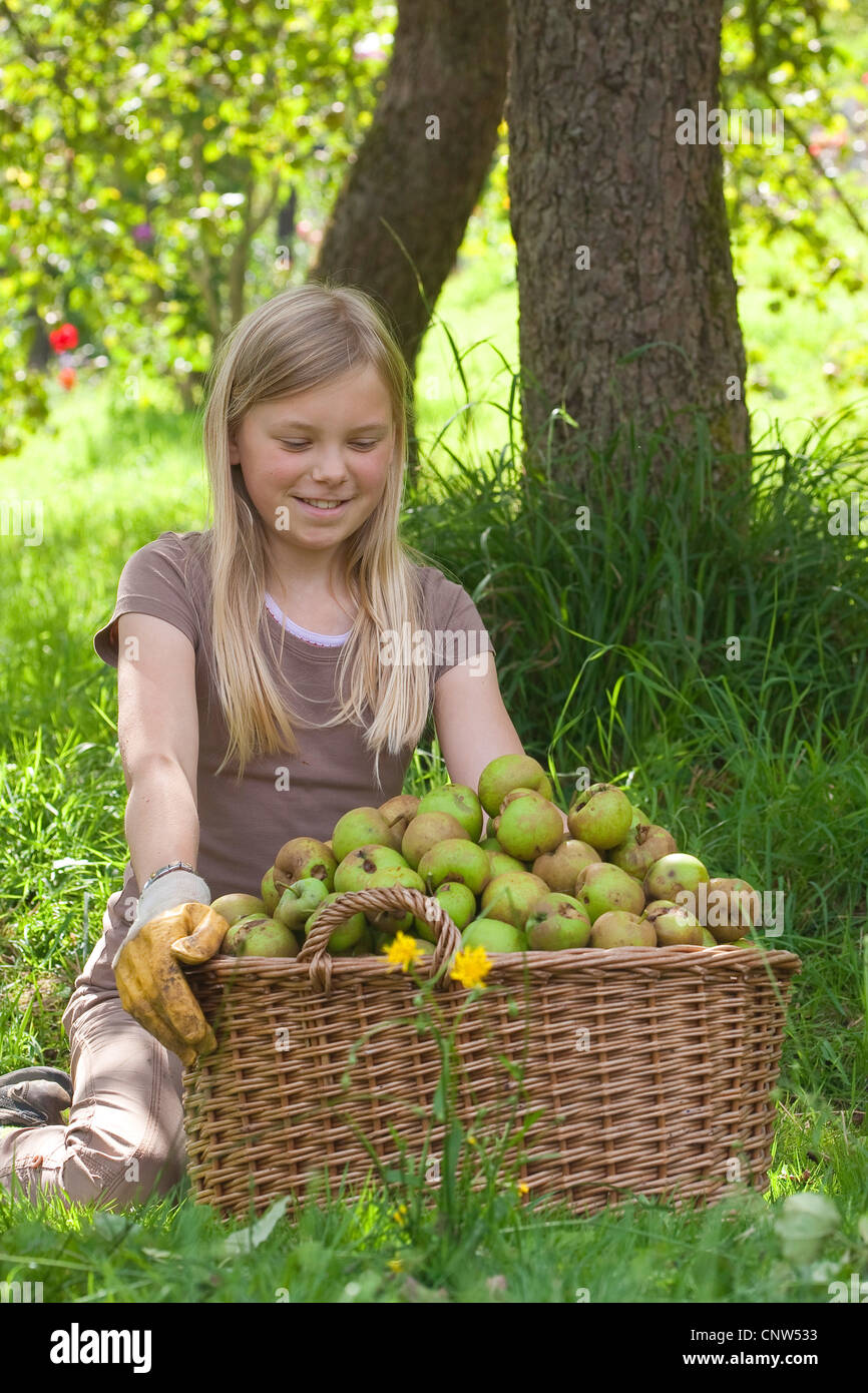 apple tree (Malus domestica), girl sitting under an apple tree with a big basket full of apples Stock Photo