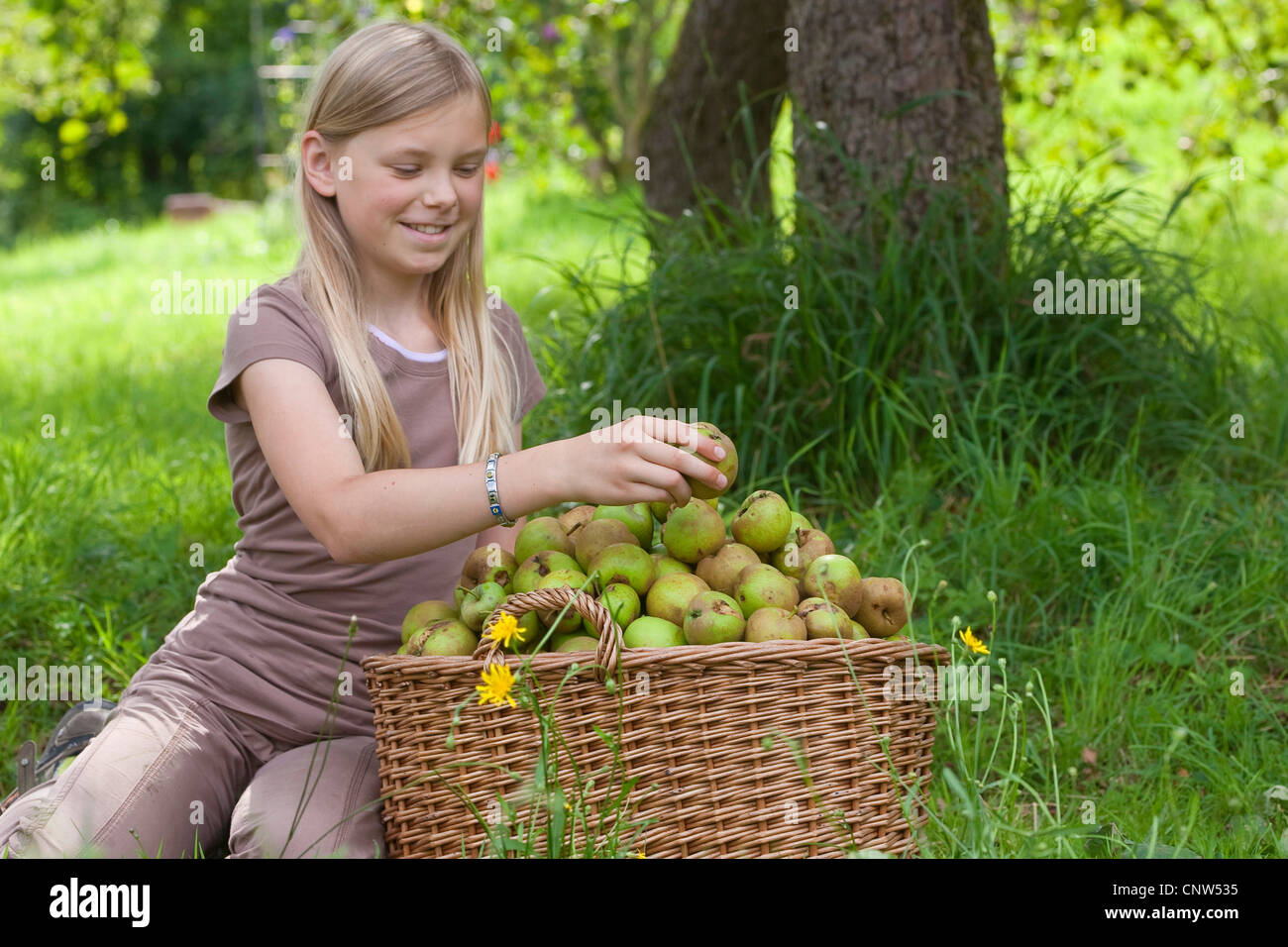 apple tree (Malus domestica), girl sitting under an apple tree with a big basket full of apples Stock Photo
