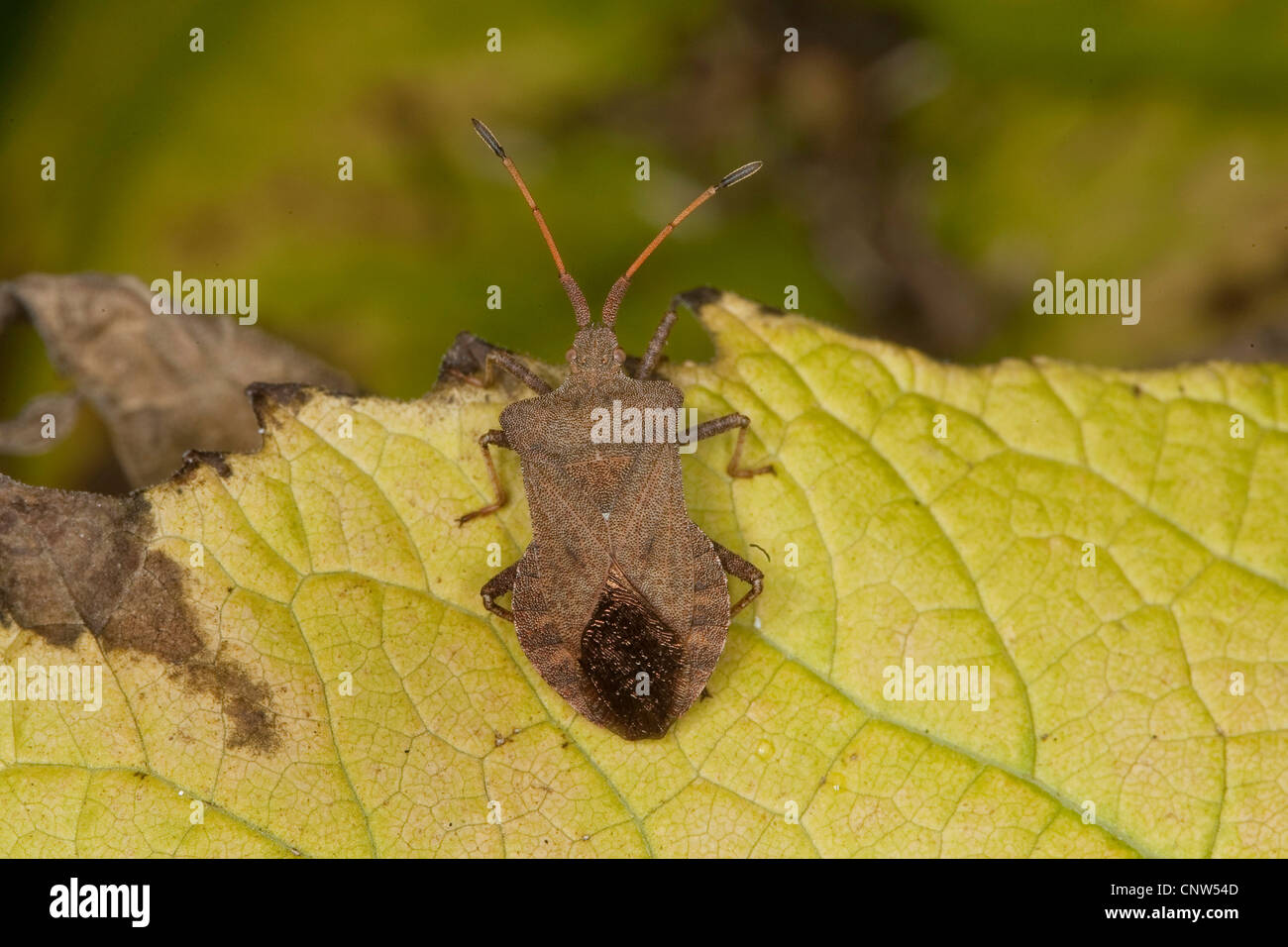squash bug (Coreus marginatus, Mesocerus marginatus), on leaf, Germany Stock Photo