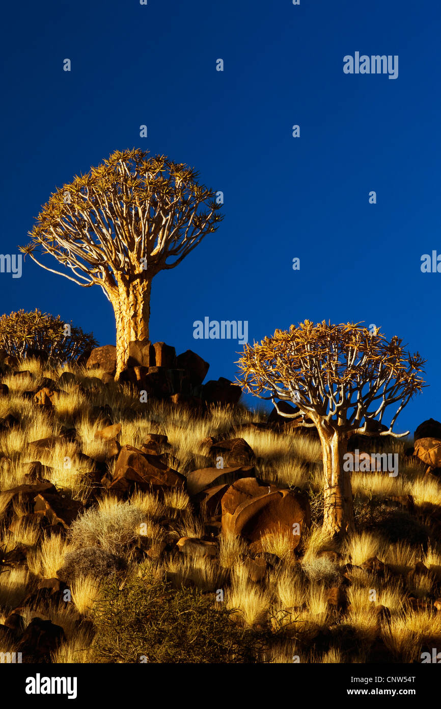 Kokerboom, Quivertree, Quiver Tree (Aloe dichotoma), Quiver tree forest in evening light, Namibia, Keetmanshoop Stock Photo