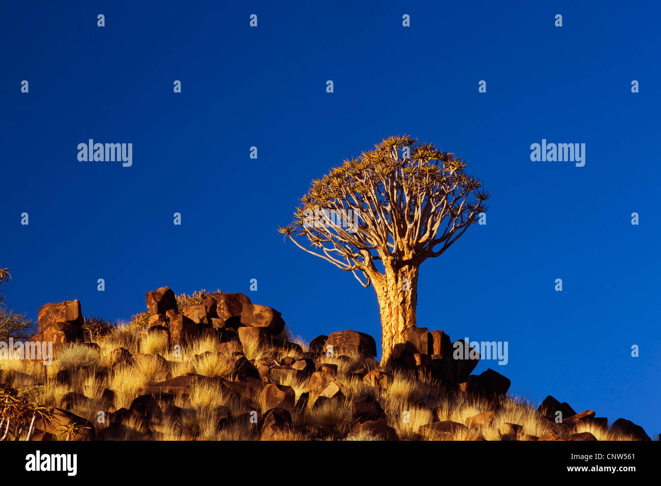 Kokerboom, Quivertree, Quiver Tree (Aloe dichotoma), Quiver tree in evening light, Namibia, Keetmanshoop Stock Photo
