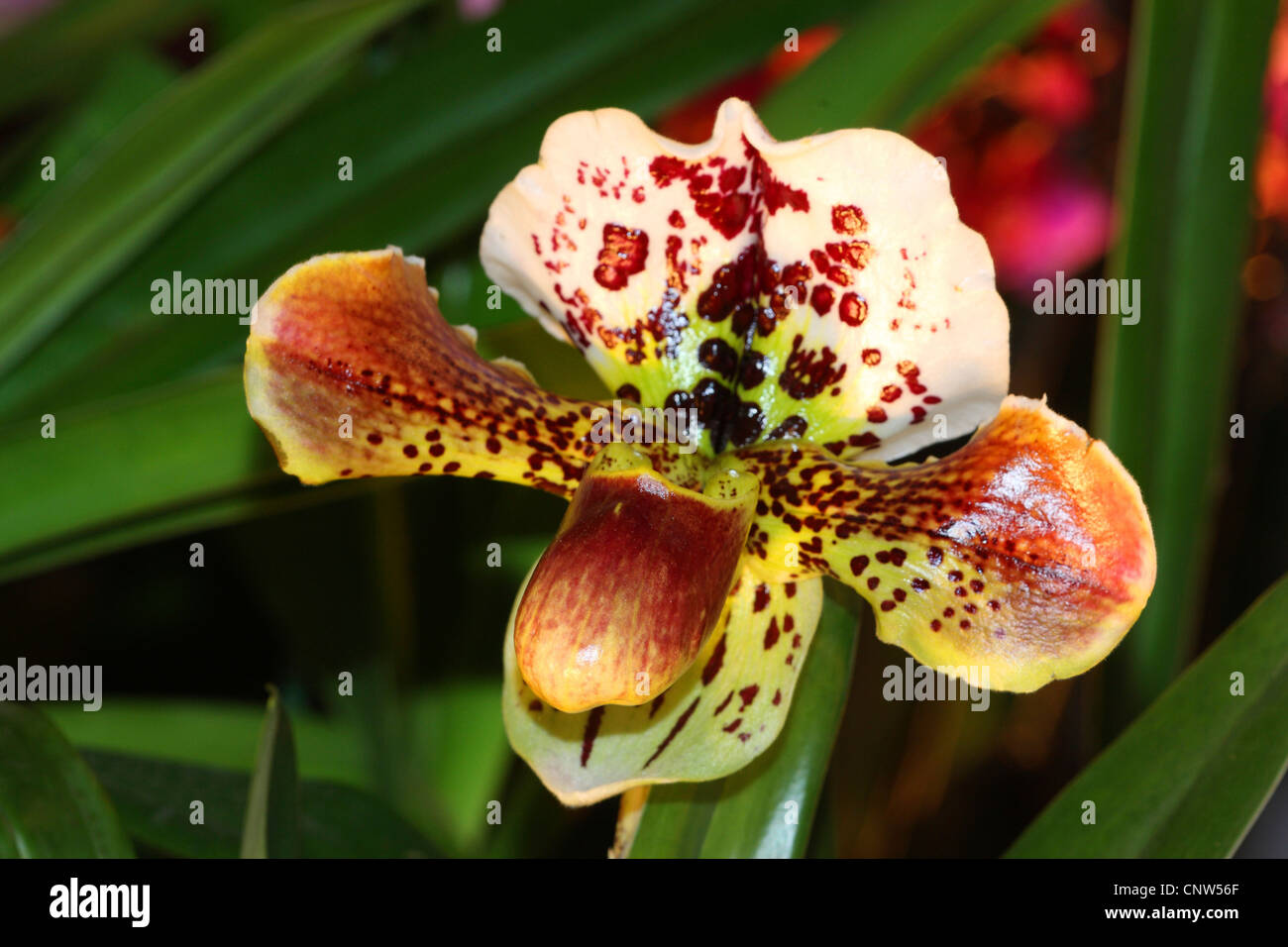 Henrys's lady slipper (Paphiopedilum-Hybride), flower Stock Photo