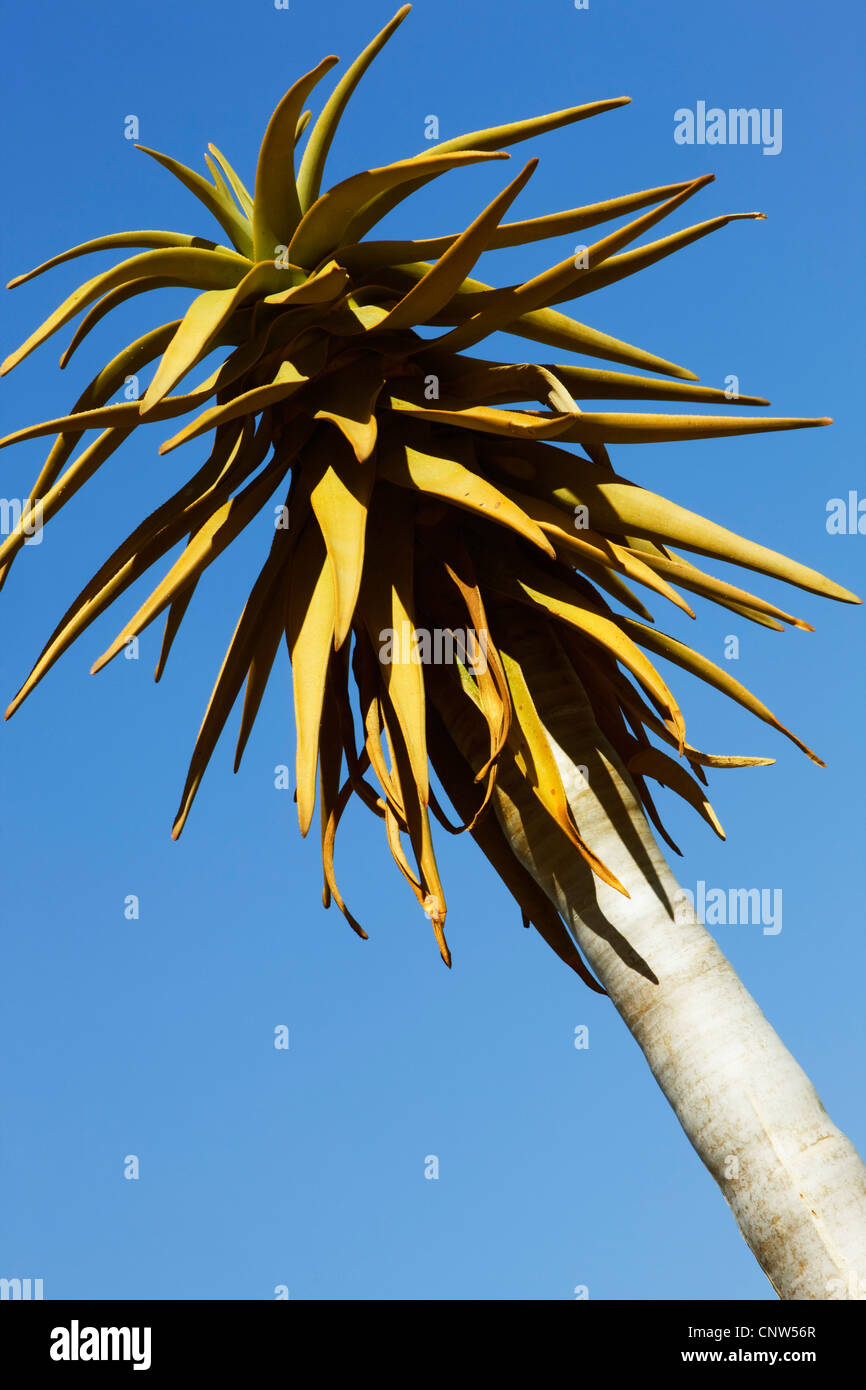 Kokerboom, Quivertree, Quiver Tree (Aloe dichotoma), Quiver tree against blue sky, Namibia, Keetmanshoop Stock Photo