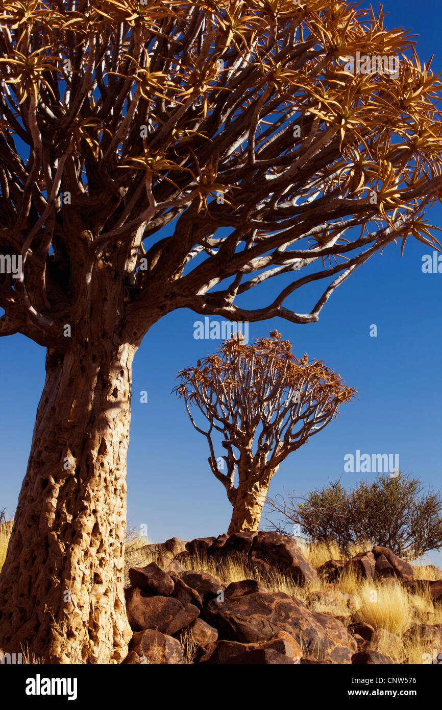 Kokerboom, Quivertree, Quiver Tree (Aloe dichotoma), Quiver tree forest in evening light, Namibia, Keetmanshoop Stock Photo