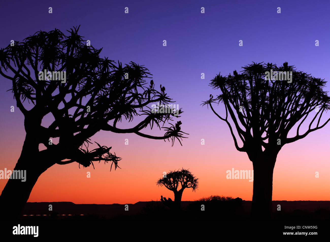 Kokerboom, Quivertree, Quiver Tree (Aloe dichotoma), Quiver tree forest at sunset, Namibia, Keetmanshoop Stock Photo