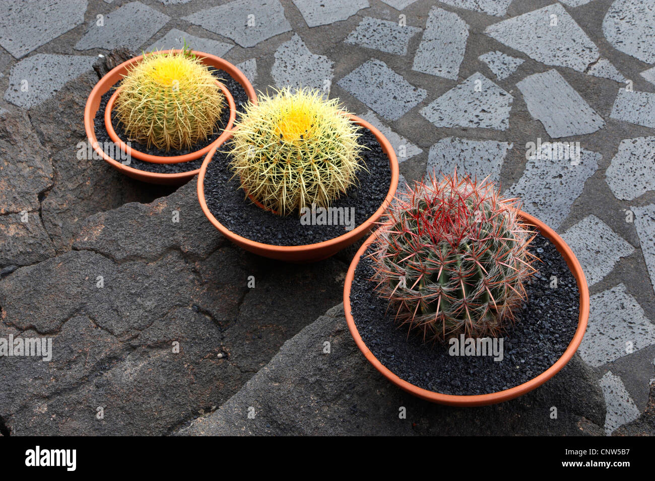 Cactuses in a bowls, Canary Islands, Lanzarote Stock Photo