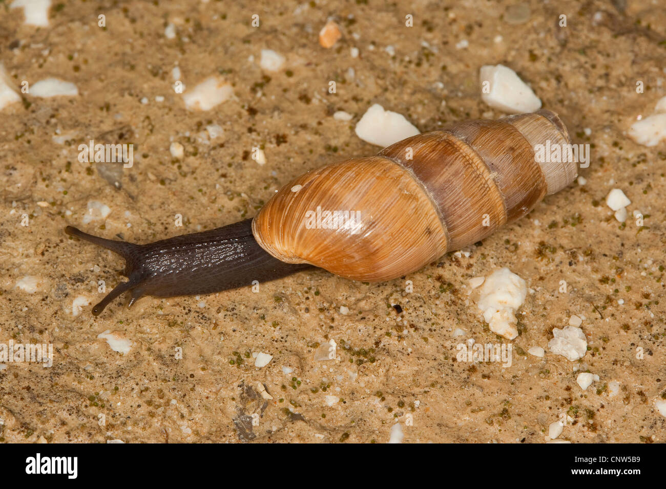 decollate snail (Rumina decollata), creeping on sandy ground, Italy, Sicilia Stock Photo