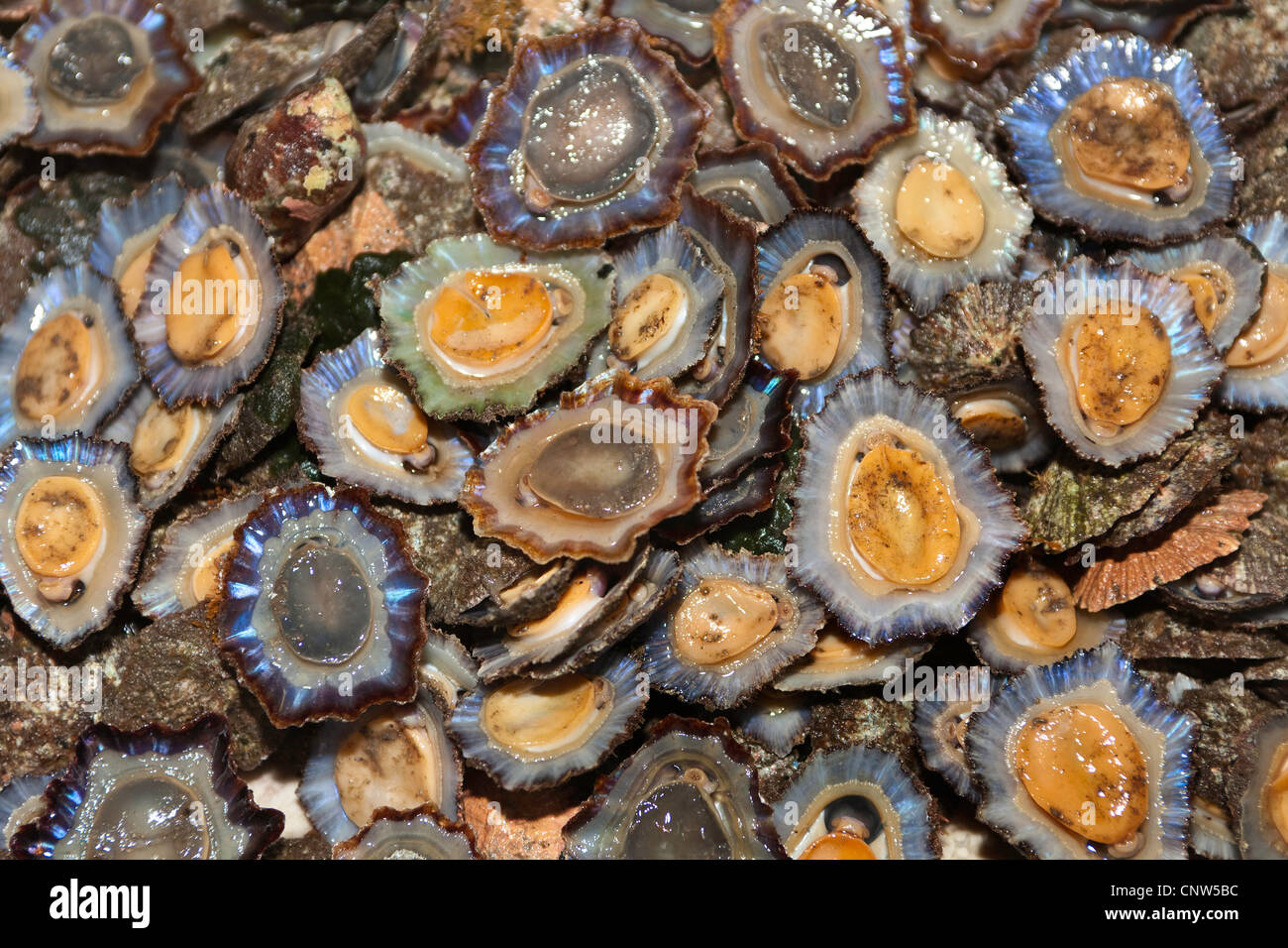 common limpet, common European limpet (Patella vulgata), in great number at a market stand, Portugal, Madeira, Funchal Stock Photo
