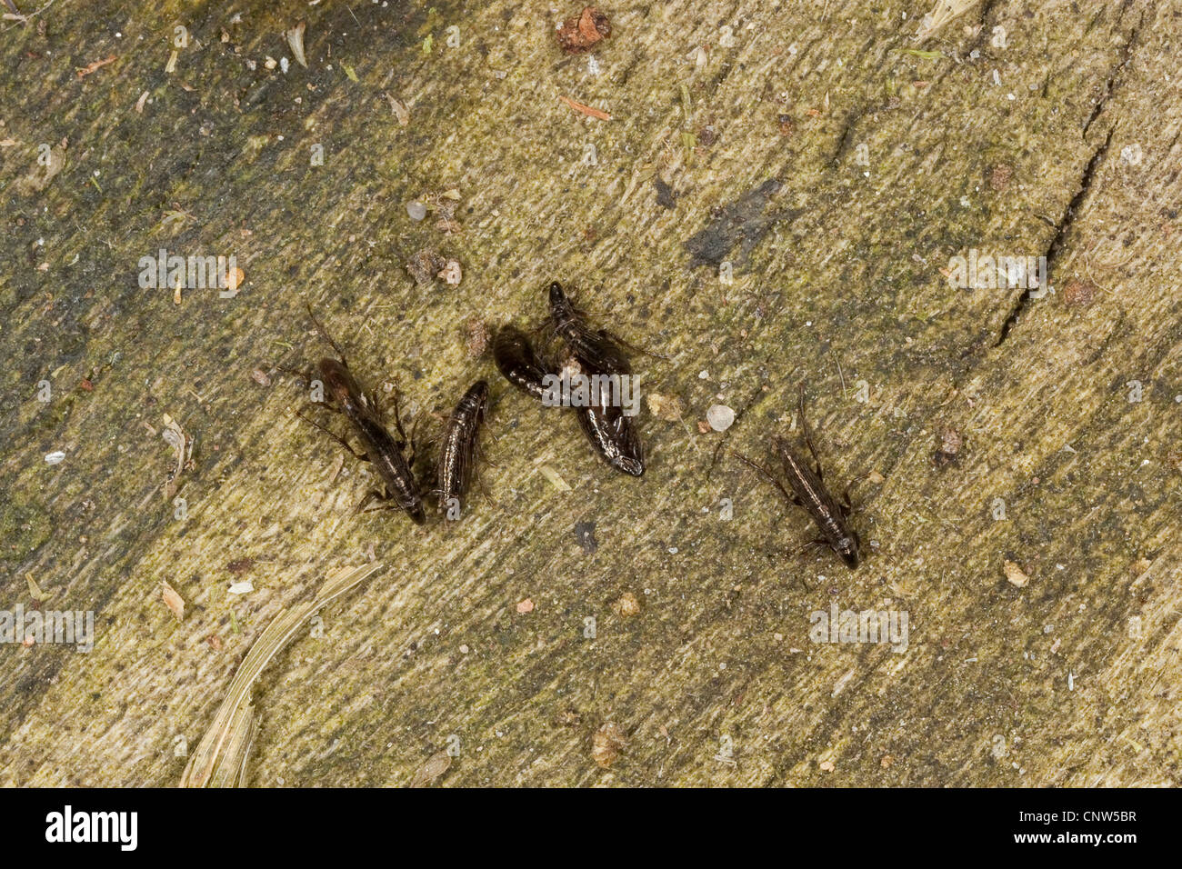 European chicken flea, common chicken flea, hen flea (Ceratophyllus