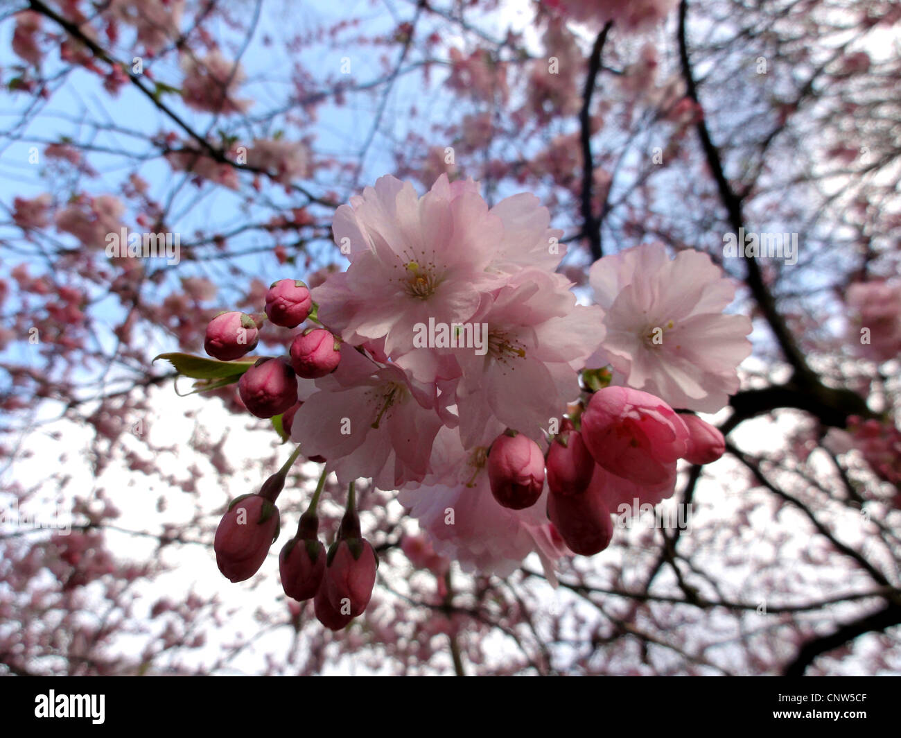 oriental cherry (Prunus serrulata), ornamental cherry Stock Photo