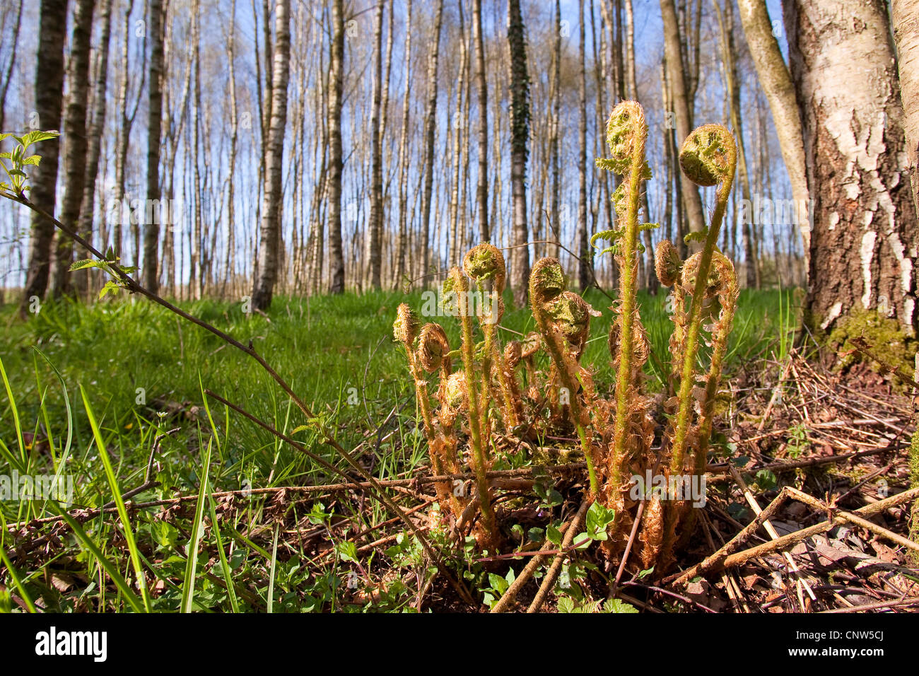 male-fern (Dryopteris filix-mas), young fronds in a forest in spring, Germany Stock Photo
