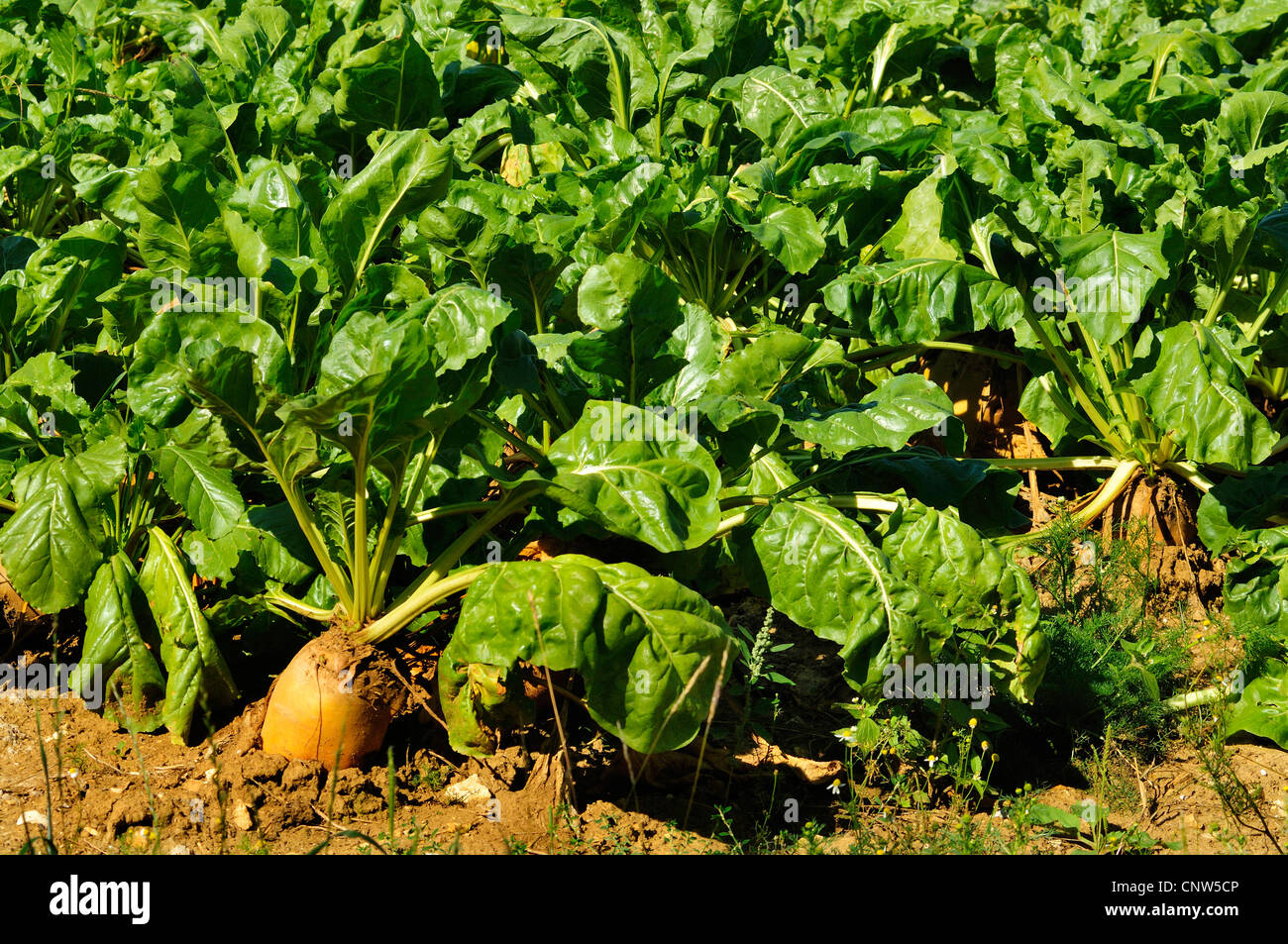 sugar beet (Beta vulgaris subsp. vulgaris var. crassa bzw. var. alba
