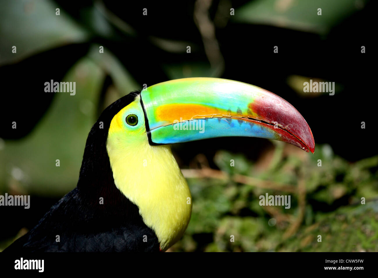 keel-billed toucan (Ramphastos sulfuratus), portrait Stock Photo