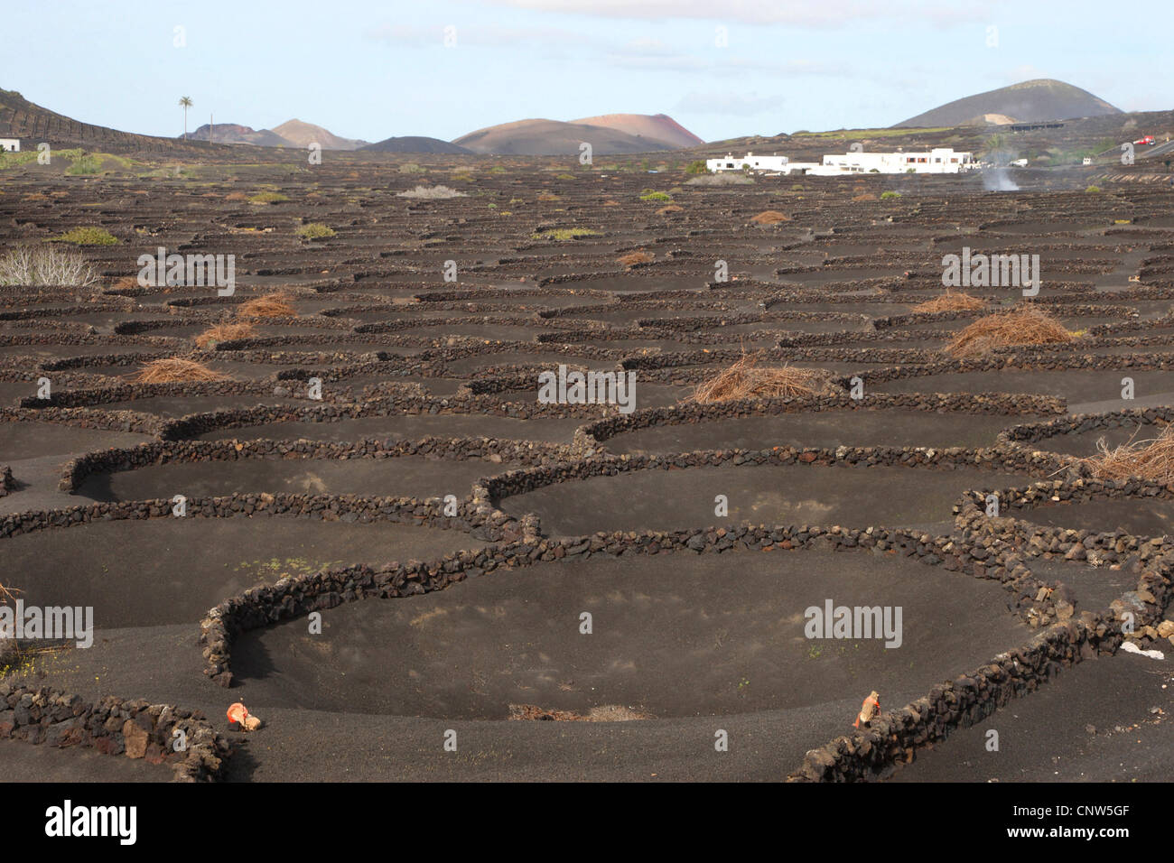 Volcano landscape with vine plant on Lanzarote, Canary Islands, Lanzarote Stock Photo