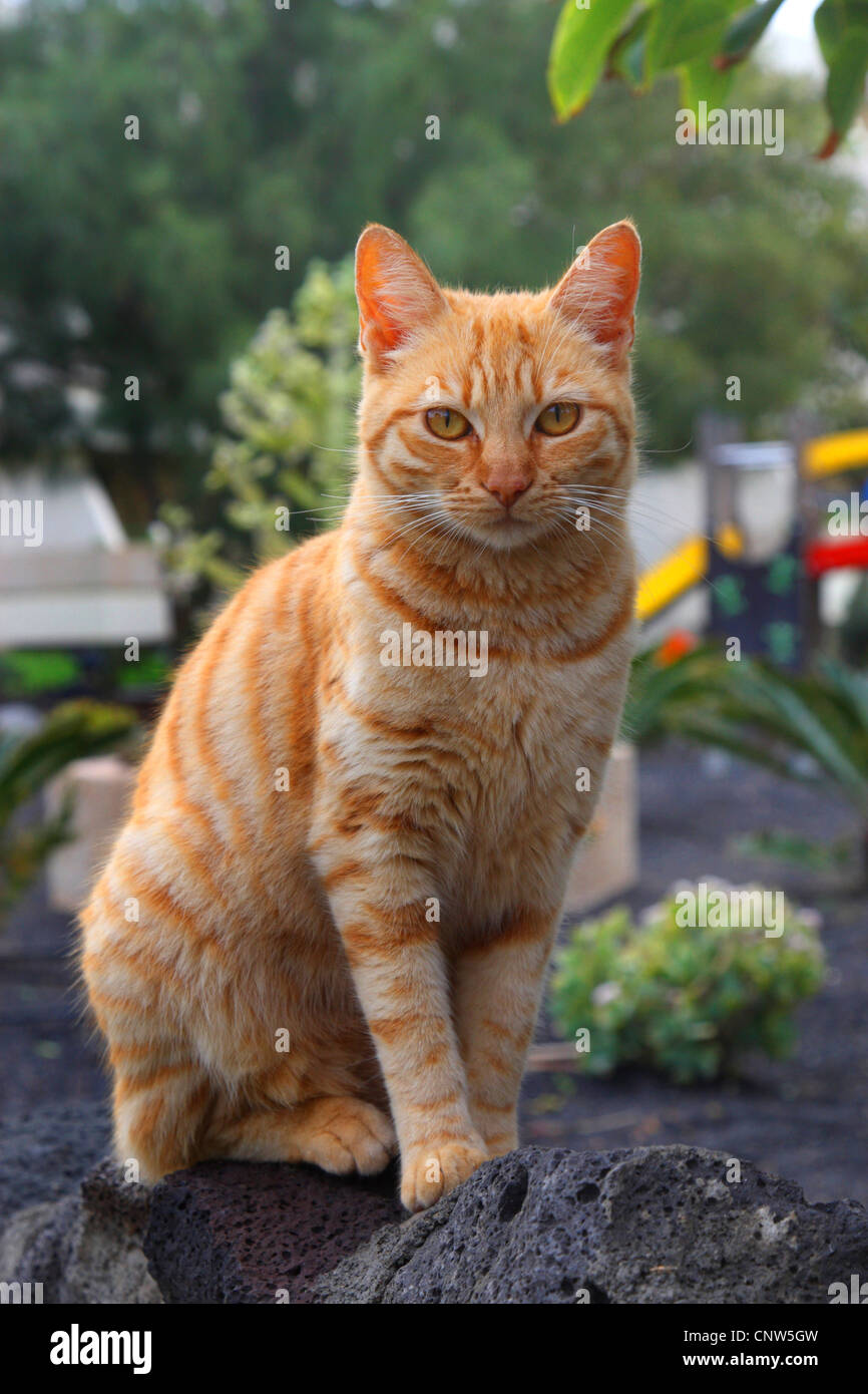 domestic cat, house cat (Felis silvestris f. catus), sitting on a lava wall, Canary Islands, Lanzarote Stock Photo