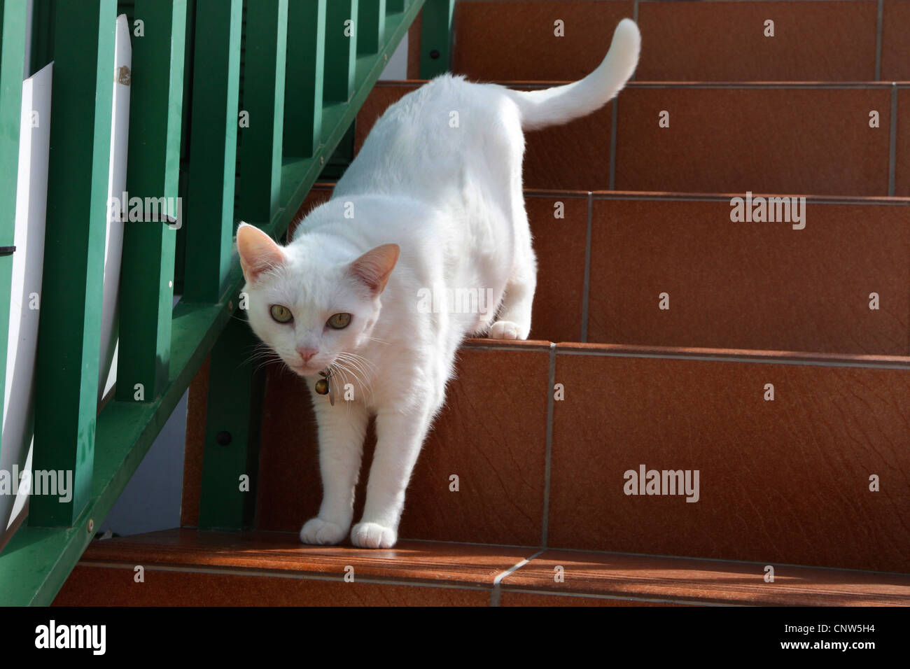 domestic cat, house cat (Felis silvestris f. catus), on stairs Stock Photo