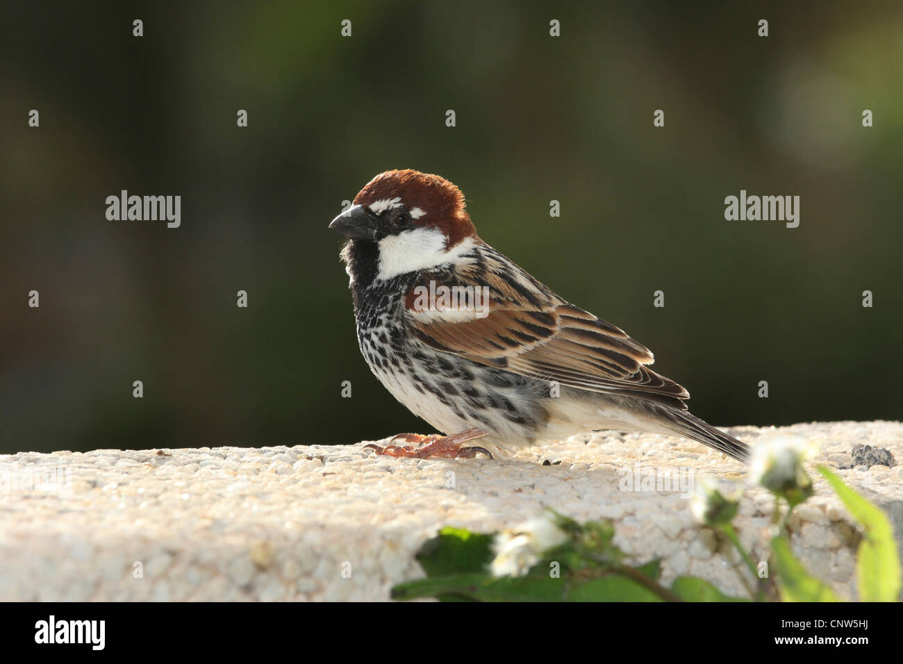 Spanish sparrow (Passer hispaniolensis), sitting on a wall, Canary Islands, Lanzarote Stock Photo
