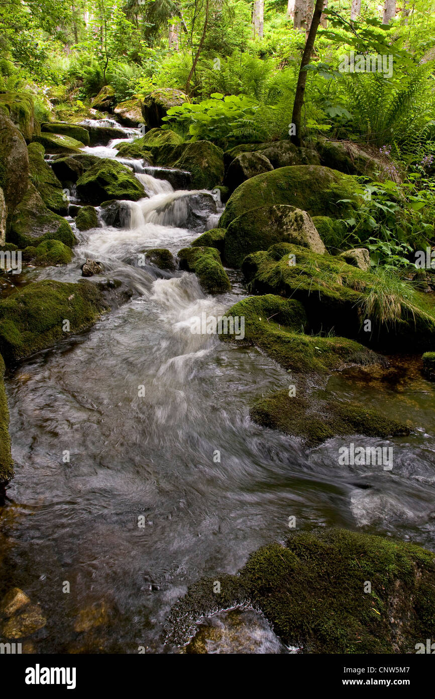 wild creek Kleine Ohe, Bavarian Forest National Park Stock Photo