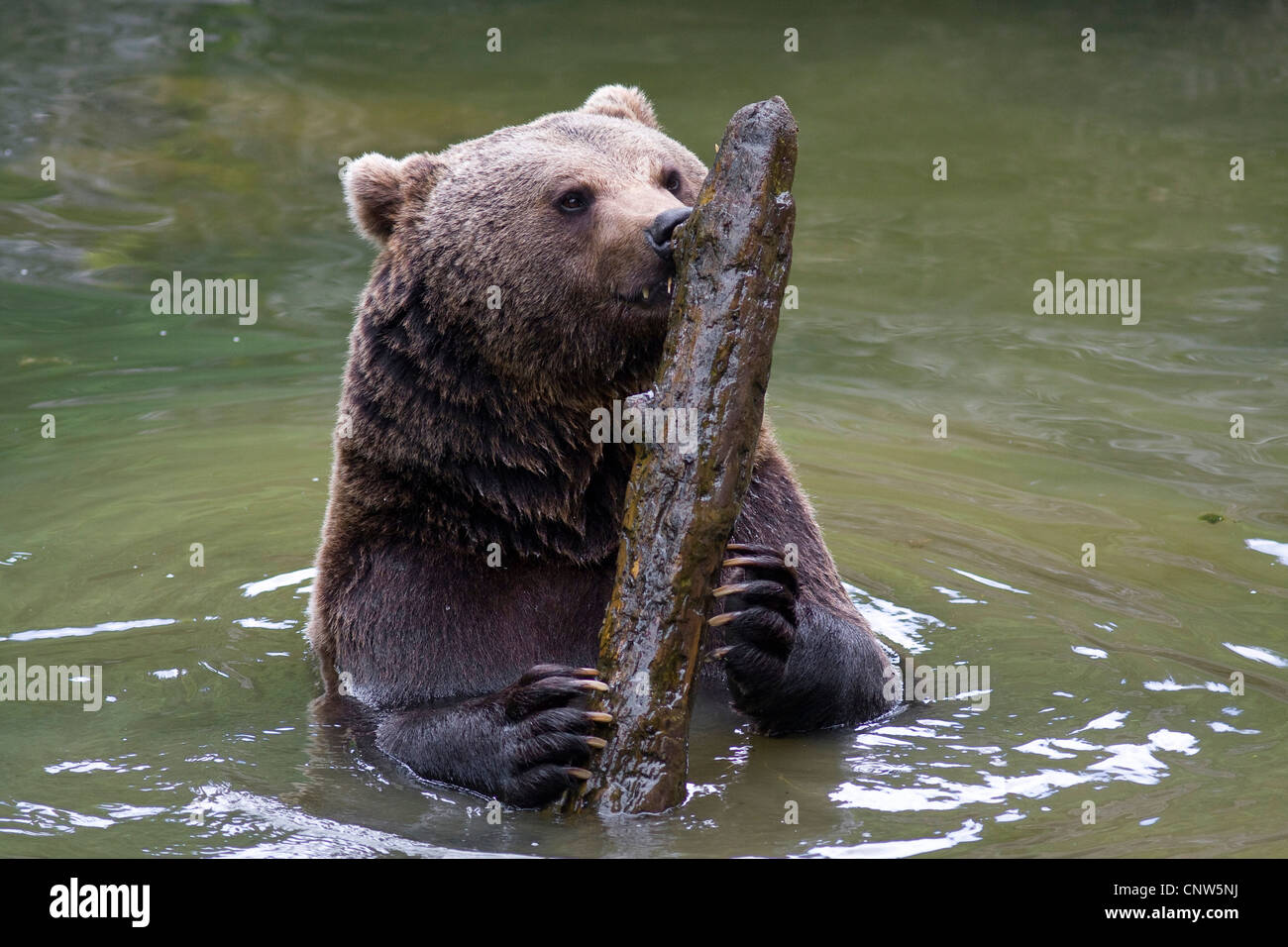 brown bear (Ursus arctos), sitting in water playing with a branch, Germany, Bavaria, Bavarian Forest National Park Stock Photo