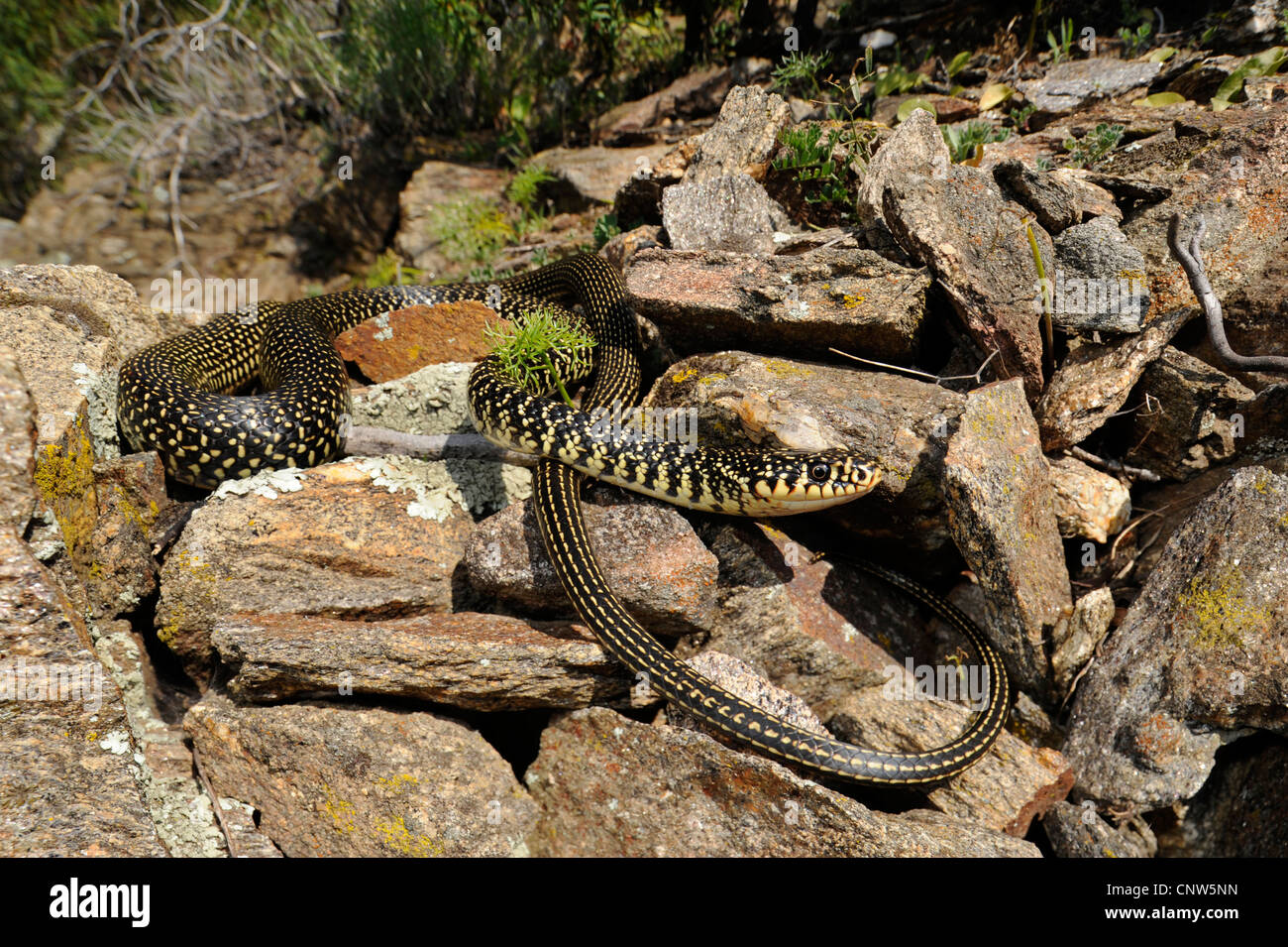 European whip snake, western European whip snake, darkgreen whipsnake